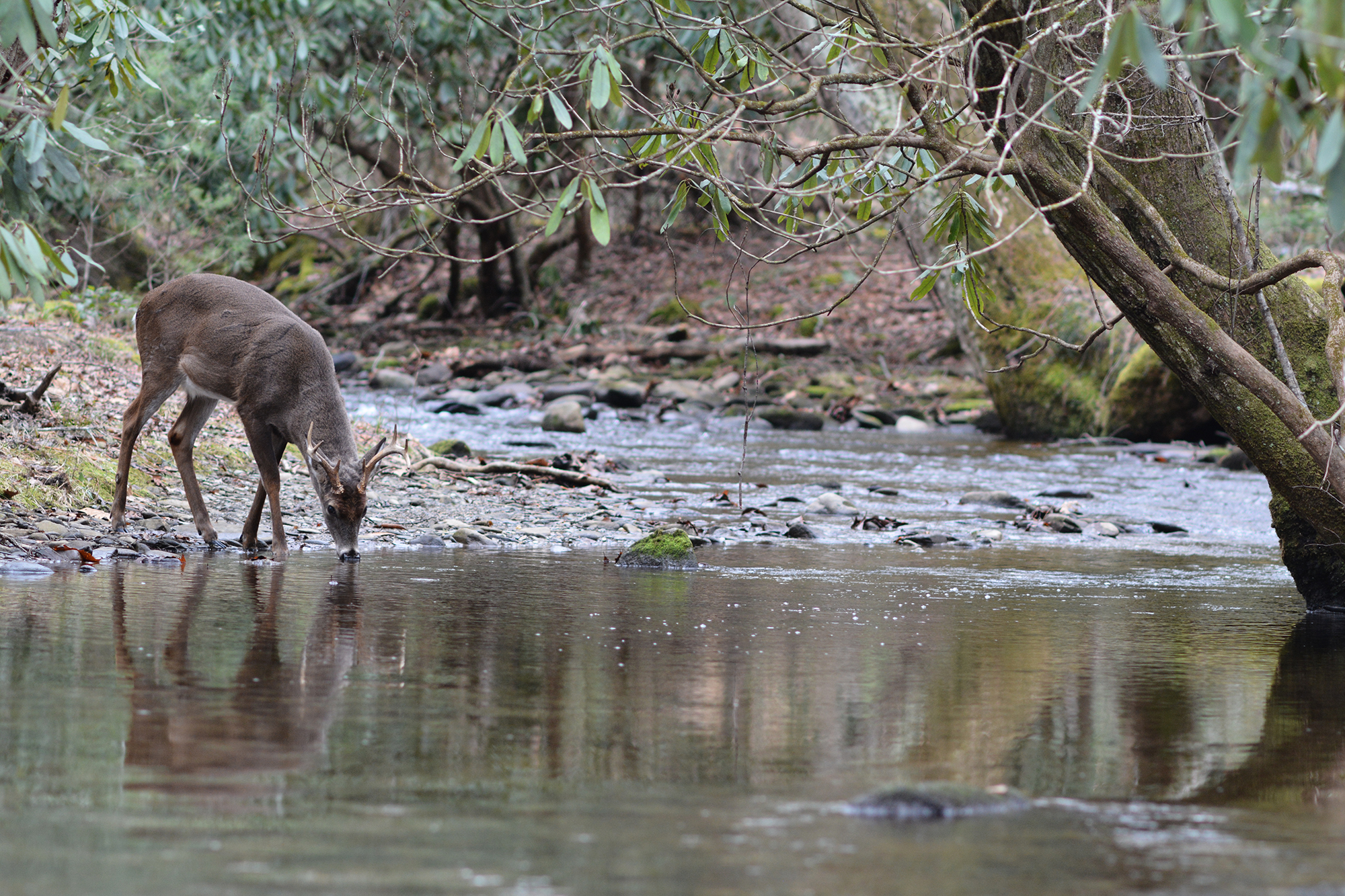 as the deer pants for streams of water