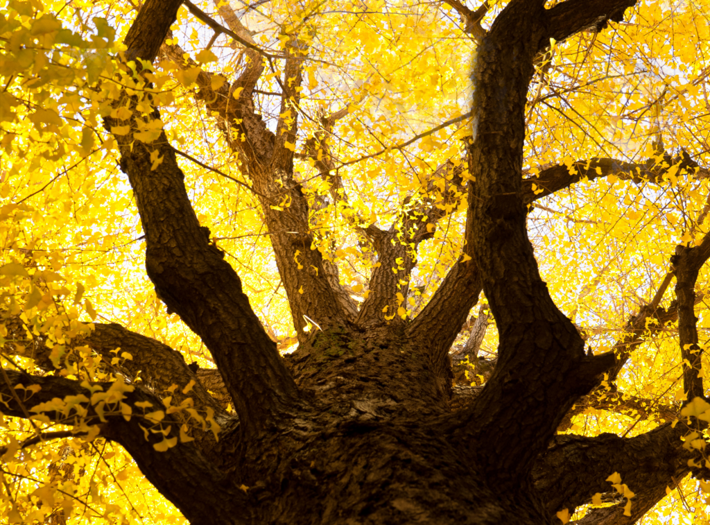 ginkgo-trees-monroe-life